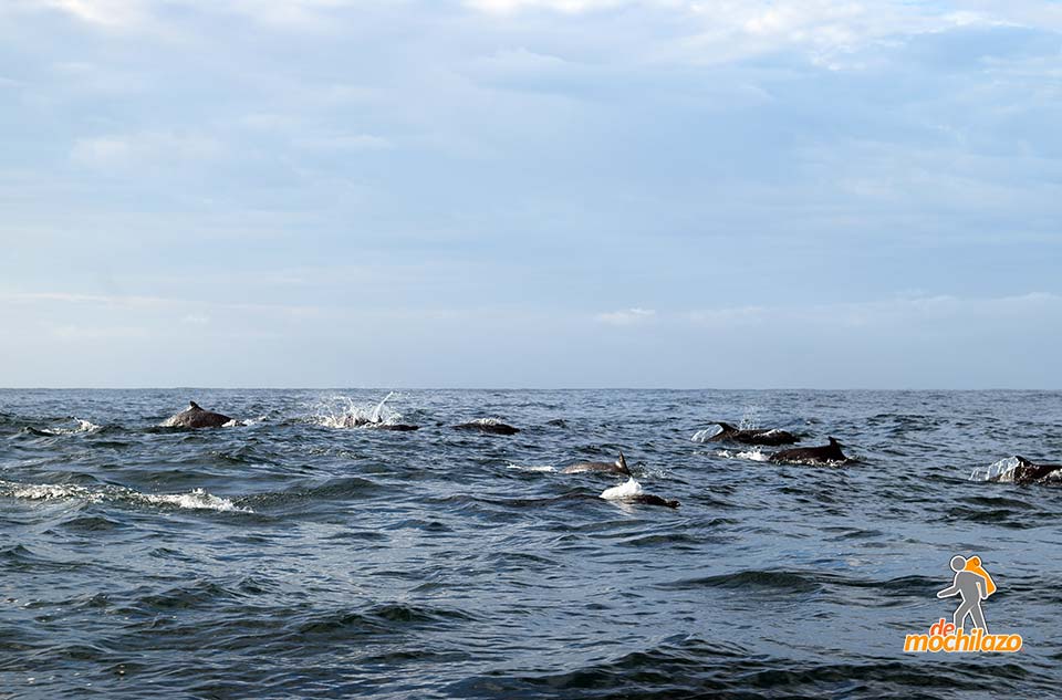 Isla Isabel Grupo De Delfines De Mochilazo