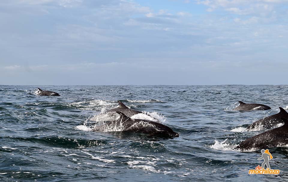 Isla Isabel Grupo de Delfines De Mochilazo