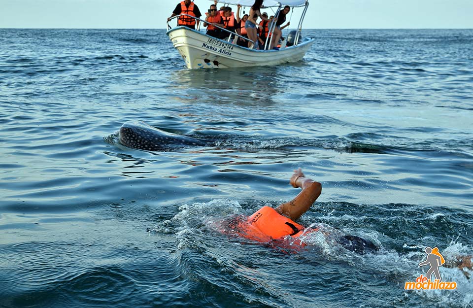 Isla Isabel Nadando Con El Tiburon Ballena De Mochilazo